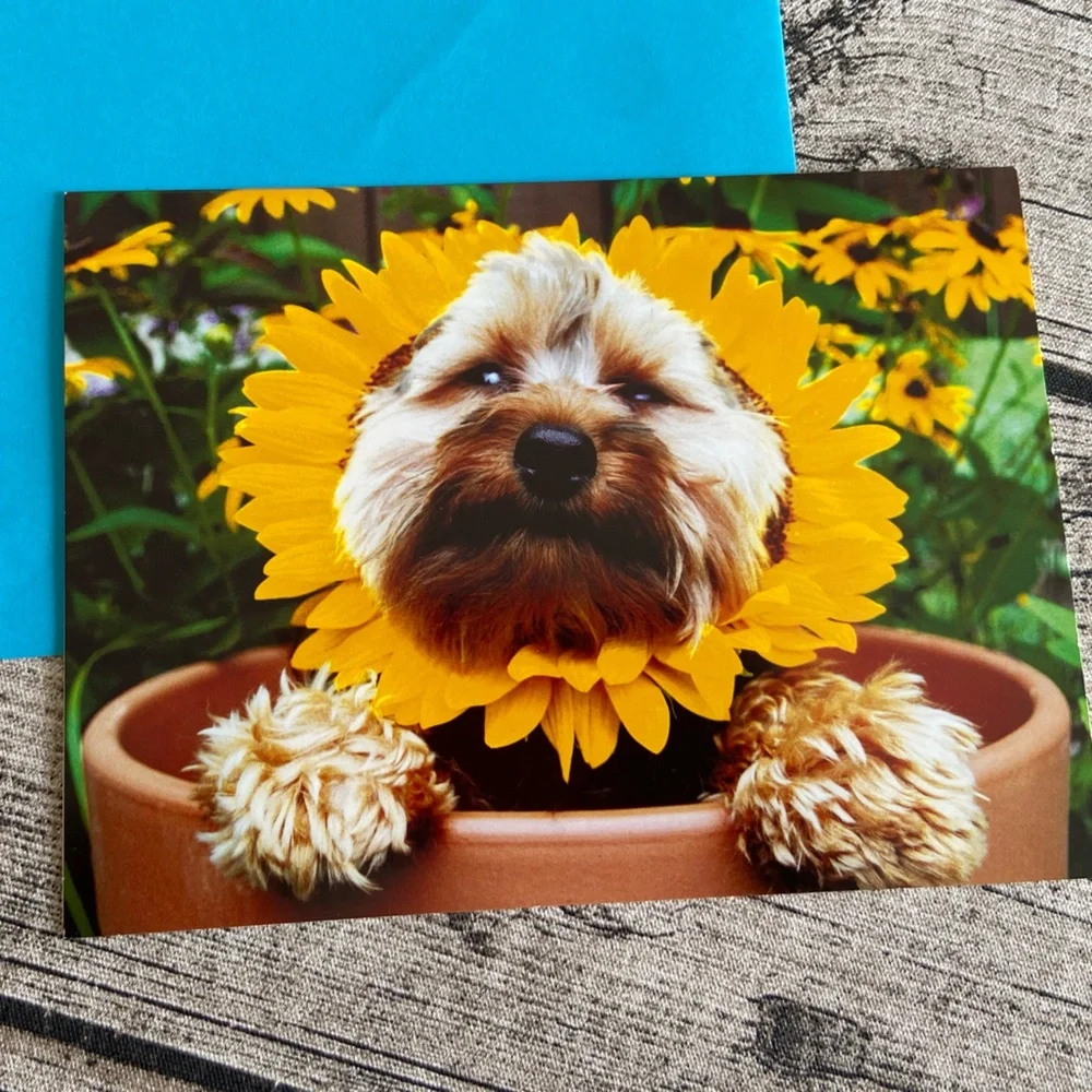 NWT! Lot of 3 greeting cards. Assorted designs. New in packaging.